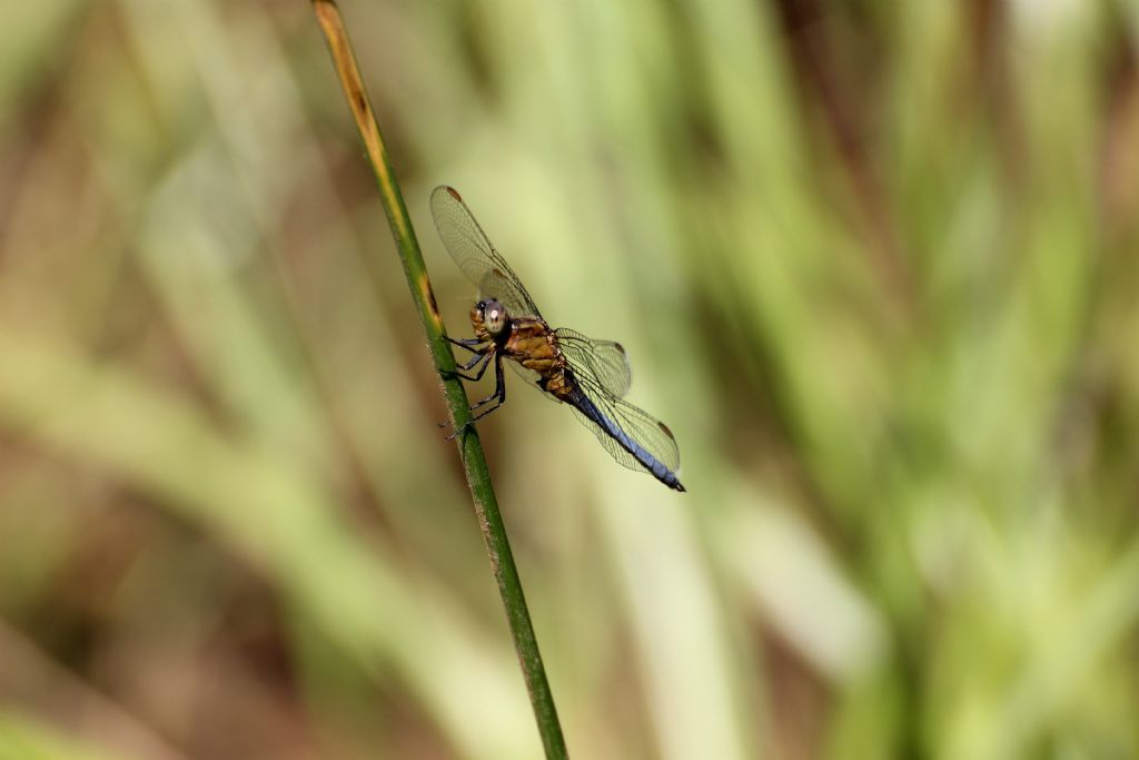 Orthetrum coerulescens maschio?